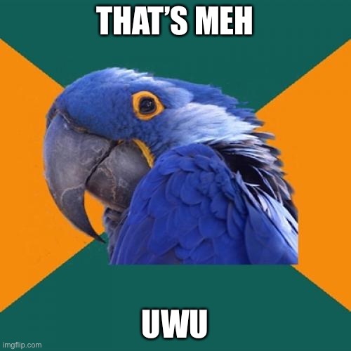 Paranoid Parrot Meme | THAT’S MEH UWU | image tagged in memes,paranoid parrot | made w/ Imgflip meme maker