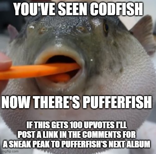 pufferfish eating carrot | YOU'VE SEEN CODFISH; NOW THERE'S PUFFERFISH; IF THIS GETS 100 UPVOTES I'LL POST A LINK IN THE COMMENTS FOR A SNEAK PEAK TO PUFFERFISH'S NEXT ALBUM | image tagged in pufferfish eating carrot | made w/ Imgflip meme maker