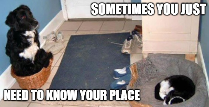Sometimes | SOMETIMES YOU JUST; NEED TO KNOW YOUR PLACE | image tagged in cats,memes,funny,fun,dogs | made w/ Imgflip meme maker