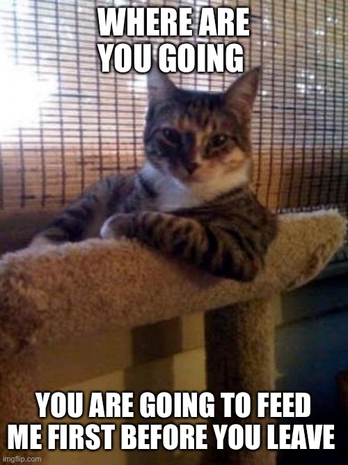 The Most Interesting Cat In The World | WHERE ARE YOU GOING; YOU ARE GOING TO FEED ME FIRST BEFORE YOU LEAVE | image tagged in memes,the most interesting cat in the world | made w/ Imgflip meme maker