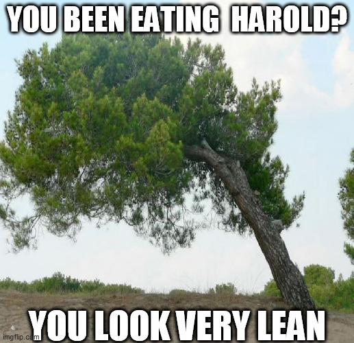 LEAN & GREEN! | YOU BEEN EATING  HAROLD? YOU LOOK VERY LEAN | image tagged in harold,green tree,really lean,falling over | made w/ Imgflip meme maker