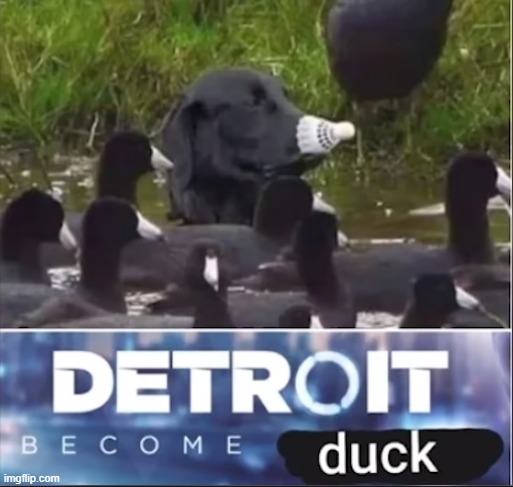 duck | image tagged in duck | made w/ Imgflip meme maker