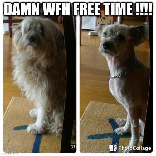 Damn WFH free time !!!! | DAMN WFH FREE TIME !!!! | image tagged in funny meme | made w/ Imgflip meme maker