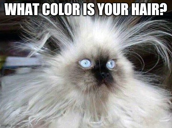 Crazy Hair Cat | WHAT COLOR IS YOUR HAIR? | image tagged in crazy hair cat | made w/ Imgflip meme maker