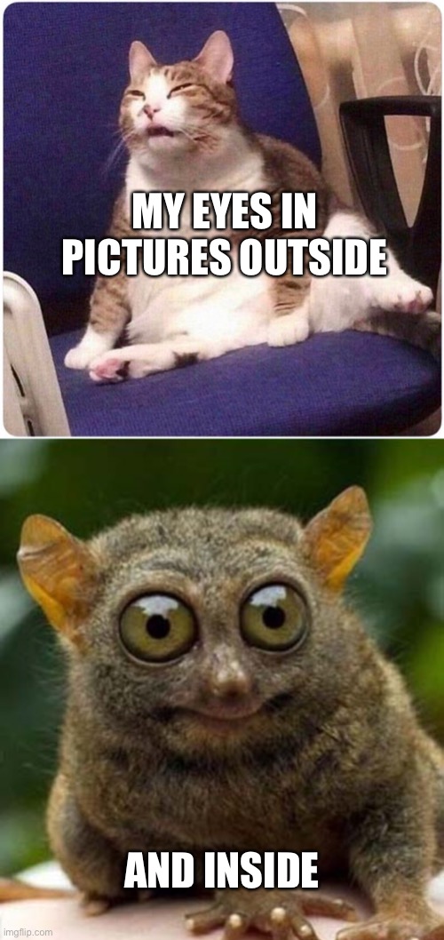 Eyes | MY EYES IN PICTURES OUTSIDE; AND INSIDE | image tagged in big eyes smiling critter,fat cat | made w/ Imgflip meme maker