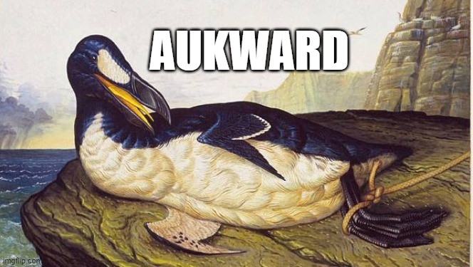 awkward | AUKWARD | image tagged in auk-ward,awkward,awkward moment,well this is awkward,that awkward moment | made w/ Imgflip meme maker