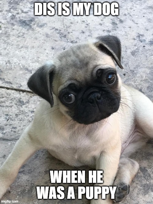 Prince da Pug | DIS IS MY DOG; WHEN HE WAS A PUPPY | made w/ Imgflip meme maker