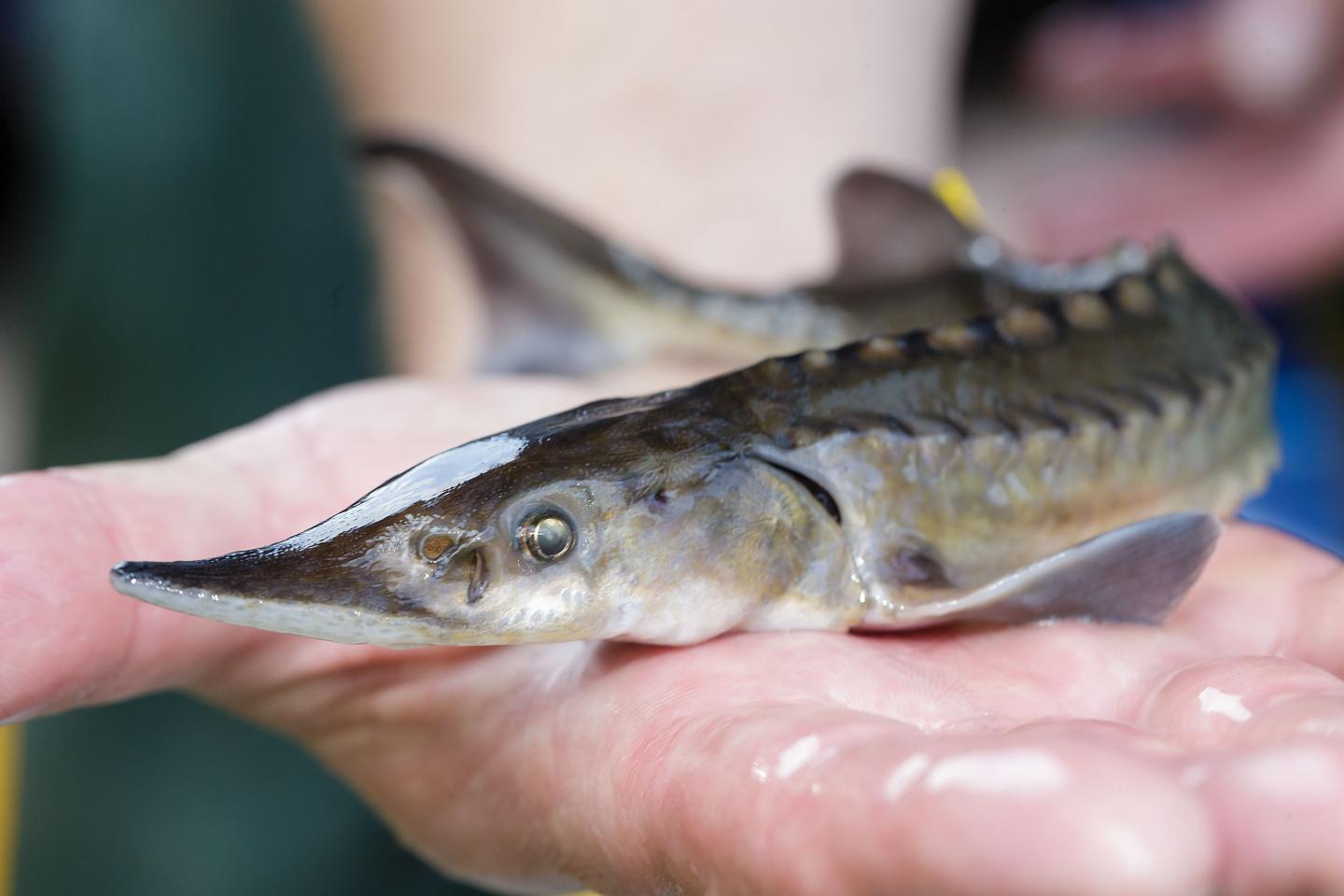 High Quality sturgeon Blank Meme Template