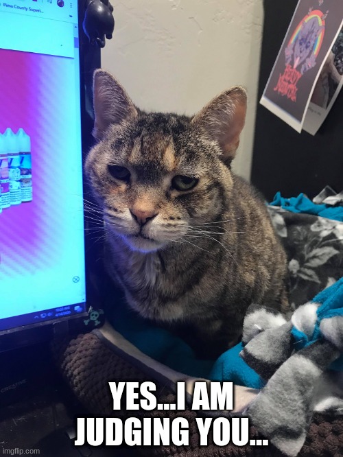 Judgy Cat... | YES...I AM JUDGING YOU... | image tagged in cats,old lady cats | made w/ Imgflip meme maker