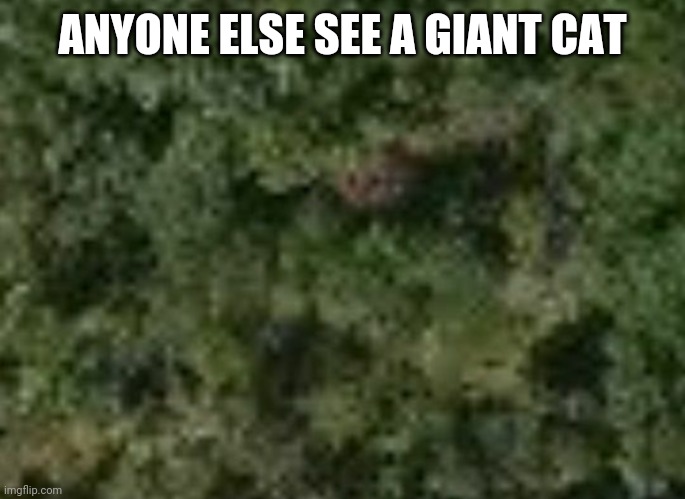 wtf | ANYONE ELSE SEE A GIANT CAT | image tagged in grumpy cat | made w/ Imgflip meme maker