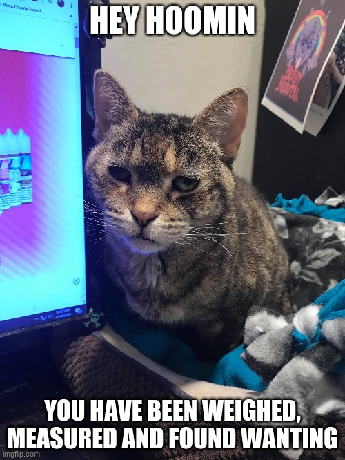You have been weighed measured, and found wanting | HEY HOOMIN; YOU HAVE BEEN WEIGHED, MEASURED AND FOUND WANTING | image tagged in cats,snarky cats,hoomins | made w/ Imgflip meme maker