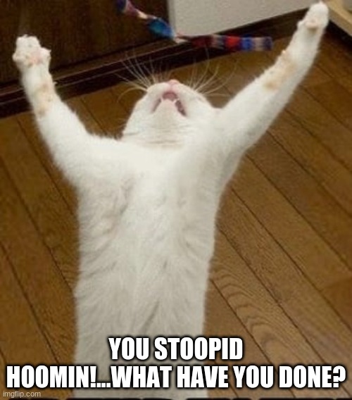 You Stoopid Hoomin!!... | YOU STOOPID HOOMIN!...WHAT HAVE YOU DONE? | image tagged in cats,angry cat,stupid human,mortified cat,what have you done | made w/ Imgflip meme maker