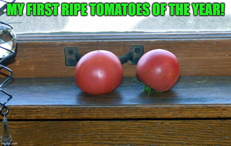 tomatoes in the window 2020 | MY FIRST RIPE TOMATOES OF THE YEAR! | image tagged in tomatoes,window,kewlew | made w/ Imgflip meme maker