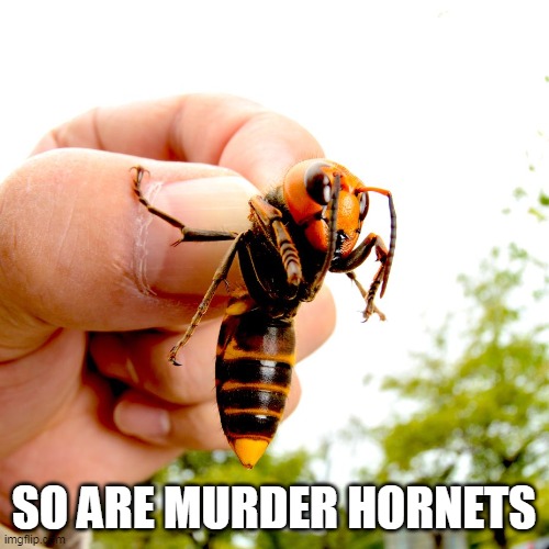 Murder Hornets | SO ARE MURDER HORNETS | image tagged in murder hornets | made w/ Imgflip meme maker