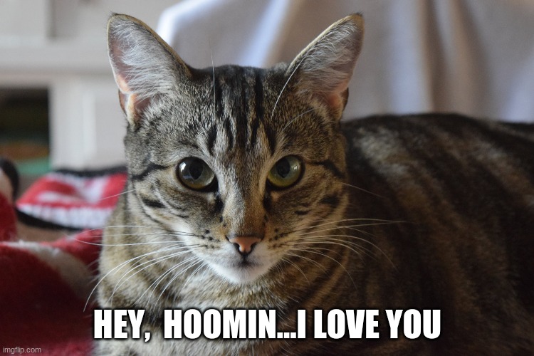 Hey Hoomin...I Love You... | HEY,  HOOMIN...I LOVE YOU | image tagged in cats,lucky the duran duran kitty,i love you,gorgeous kitties | made w/ Imgflip meme maker