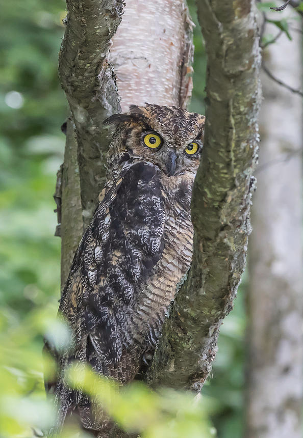 Glaring owl Blank Meme Template