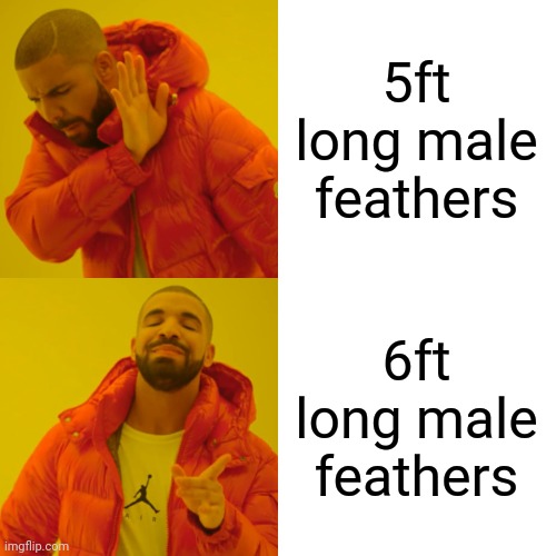 Drake Hotline Bling Meme | 5ft long male feathers; 6ft long male feathers | image tagged in memes,drake hotline bling,memes | made w/ Imgflip meme maker
