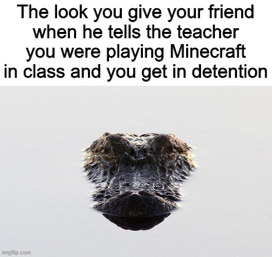 Glaring Gator | The look you give your friend
when he tells the teacher you were playing Minecraft in class and you get in detention | image tagged in glaring gator,memes | made w/ Imgflip meme maker