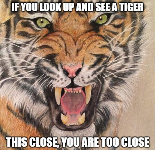 The Eye Of The Tiger | IF YOU LOOK UP AND SEE A TIGER; THIS CLOSE, YOU ARE TOO CLOSE | image tagged in tiger,cats,memes,funny,fun,kt | made w/ Imgflip meme maker