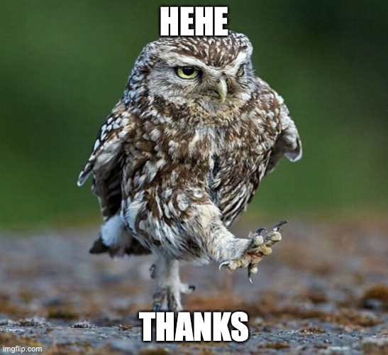 burrowing owl not happy | HEHE THANKS | image tagged in burrowing owl not happy | made w/ Imgflip meme maker
