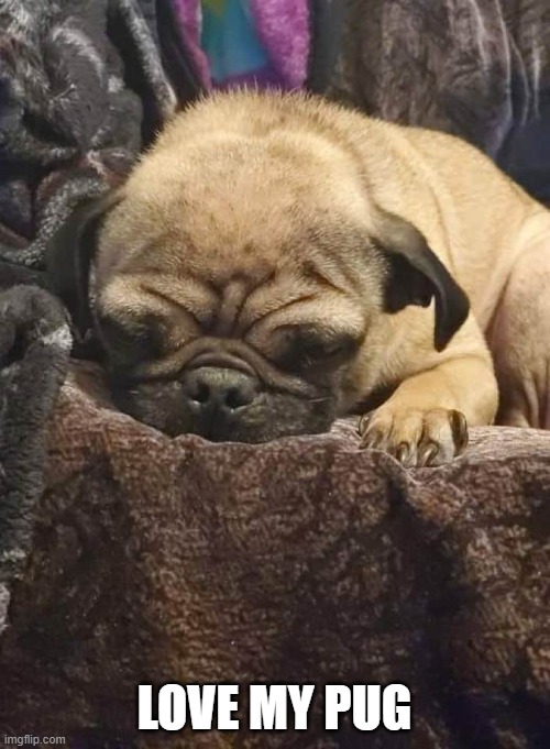 LOVE MY PUG | made w/ Imgflip meme maker