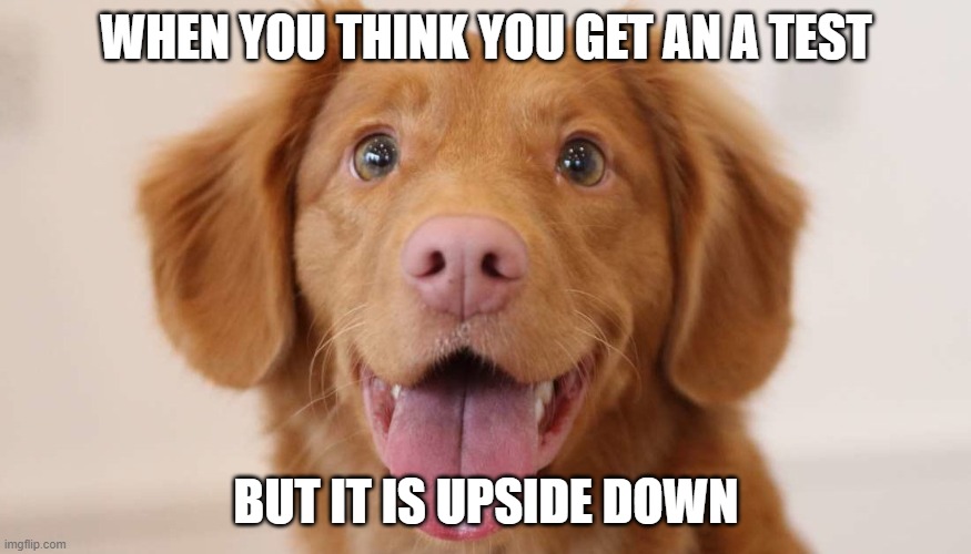 everyone has done this | WHEN YOU THINK YOU GET AN A TEST; BUT IT IS UPSIDE DOWN | image tagged in dogs,dog | made w/ Imgflip meme maker