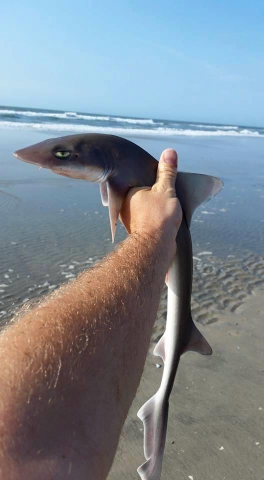 High Quality Angry Shark Blank Meme Template