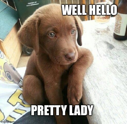 Chat up lines |  WELL HELLO; PRETTY LADY | image tagged in dad joke dog | made w/ Imgflip meme maker