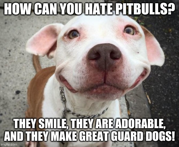 plz dont hate on pitbulls | HOW CAN YOU HATE PITBULLS? THEY SMILE, THEY ARE ADORABLE, AND THEY MAKE GREAT GUARD DOGS! | image tagged in overly happy pitbull | made w/ Imgflip meme maker