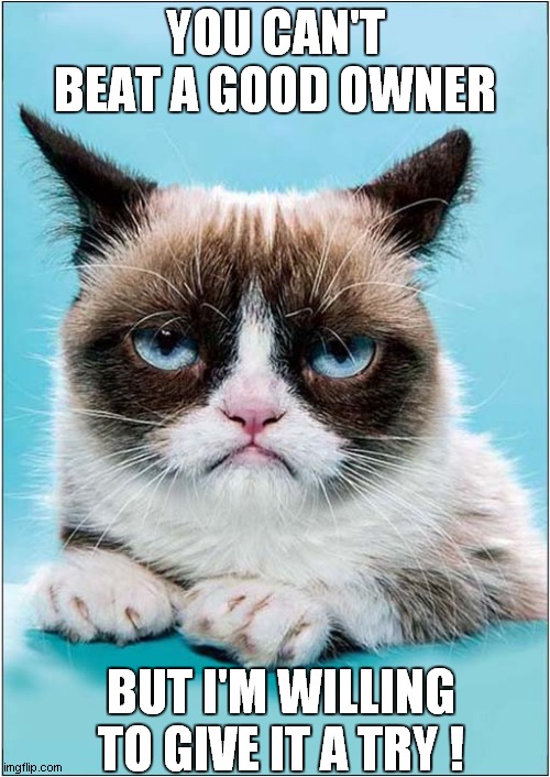 Grumpys Ambition | YOU CAN'T BEAT A GOOD OWNER; BUT I'M WILLING TO GIVE IT A TRY ! | image tagged in fun,grumpy cat | made w/ Imgflip meme maker