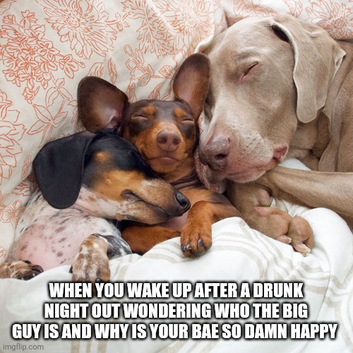 Dogs | WHEN YOU WAKE UP AFTER A DRUNK NIGHT OUT WONDERING WHO THE BIG GUY IS AND WHY IS YOUR BAE SO DAMN HAPPY | image tagged in dogs | made w/ Imgflip meme maker