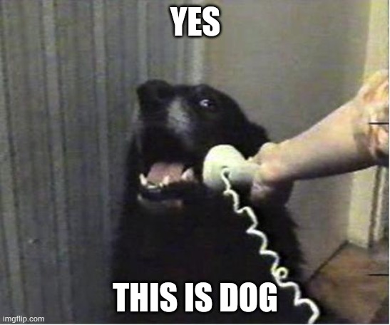 Yes this is dog | YES; THIS IS DOG | image tagged in yes this is dog | made w/ Imgflip meme maker