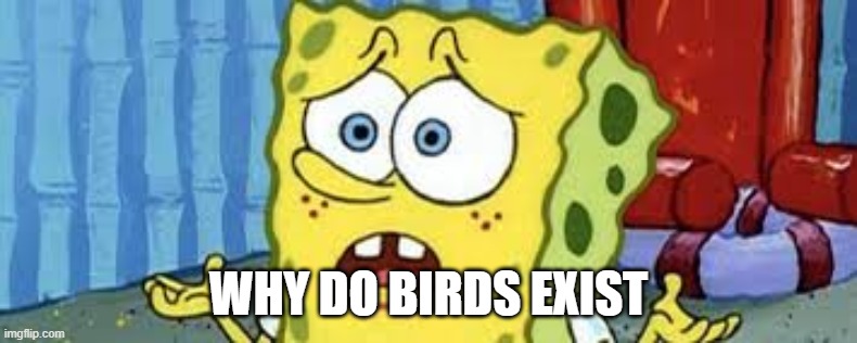 why | WHY DO BIRDS EXIST | image tagged in why,stupid question,stupid,question | made w/ Imgflip meme maker