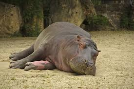 Hippo Blank Meme Template