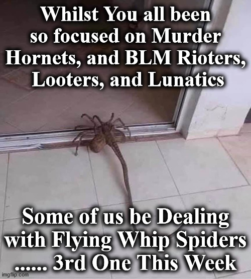 spider | Whilst You all been so focused on Murder Hornets, and BLM Rioters,
 Looters, and Lunatics; Some of us be Dealing with Flying Whip Spiders ...... 3rd One This Week | image tagged in spider | made w/ Imgflip meme maker