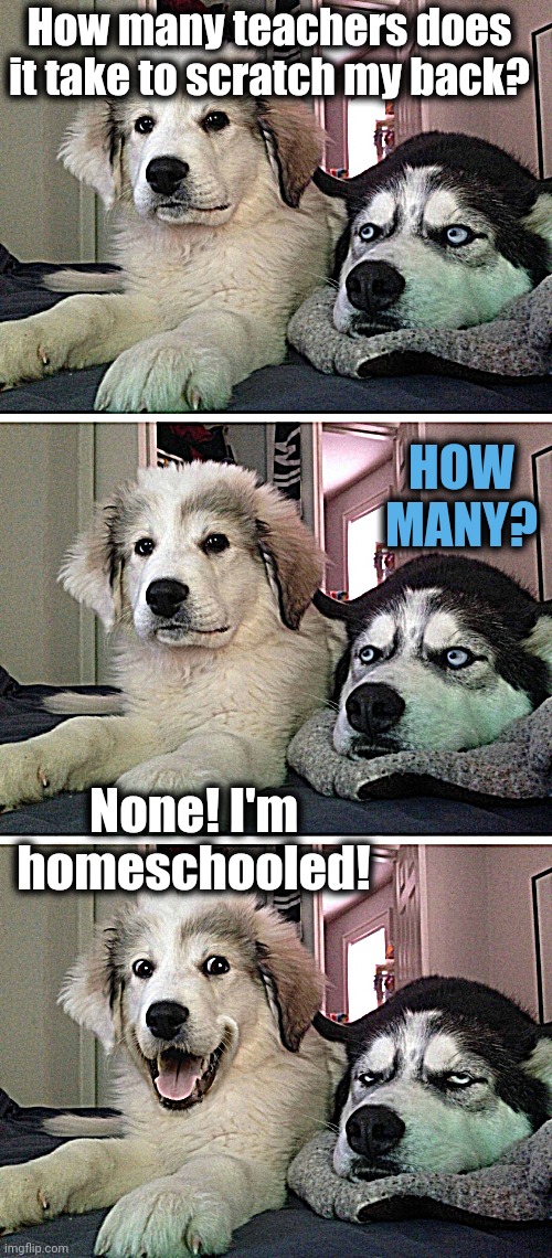 Bad pun dogs | How many teachers does it take to scratch my back? HOW MANY? None! I'm homeschooled! | image tagged in bad pun dogs | made w/ Imgflip meme maker