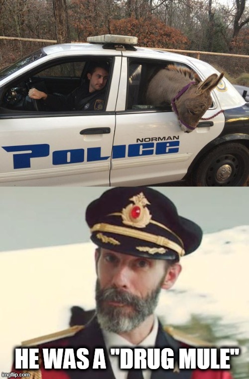 drug mule | HE WAS A "DRUG MULE" | image tagged in captain obvious,drug mule,drugs,arrested | made w/ Imgflip meme maker