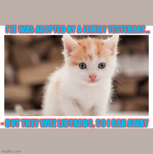 Poor little Kitty... | I'ZE WAS ADOPTED BY A FAMILY YESTERDAY... - BUT THEY WUZ LIBTARDS, SO I RAN AWAY | image tagged in cute kittens,libtards,suck | made w/ Imgflip meme maker