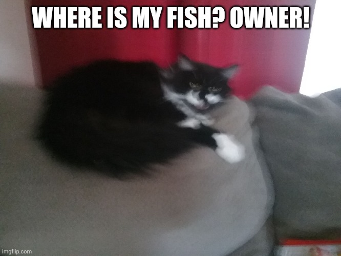 Angery Cat | WHERE IS MY FISH? OWNER! | image tagged in angery cat | made w/ Imgflip meme maker