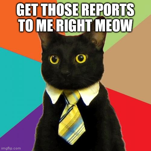 Business Cat | GET THOSE REPORTS TO ME RIGHT MEOW | image tagged in memes,business cat | made w/ Imgflip meme maker
