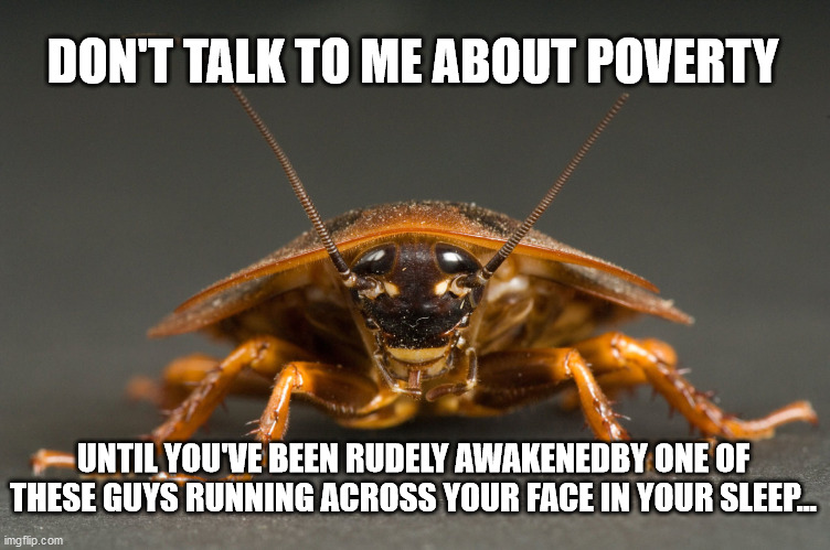 Cockroach | DON'T TALK TO ME ABOUT POVERTY; UNTIL YOU'VE BEEN RUDELY AWAKENEDBY ONE OF THESE GUYS RUNNING ACROSS YOUR FACE IN YOUR SLEEP... | image tagged in cockroach | made w/ Imgflip meme maker