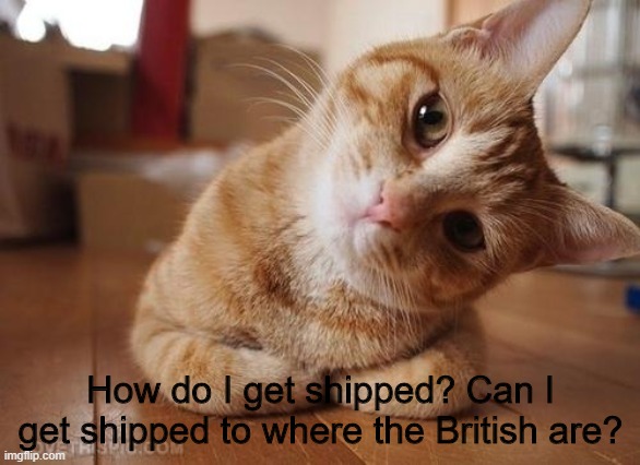 *Confusion Noises* | How do I get shipped? Can I get shipped to where the British are? | image tagged in curious question cat,shipping,single | made w/ Imgflip meme maker