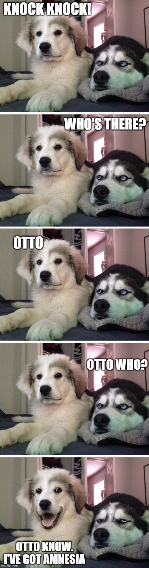 Bad Dad Joke of the day07/03/2020 | KNOCK KNOCK! WHO'S THERE? OTTO; OTTO WHO? OTTO KNOW. I'VE GOT AMNESIA | image tagged in knock knock dogs | made w/ Imgflip meme maker