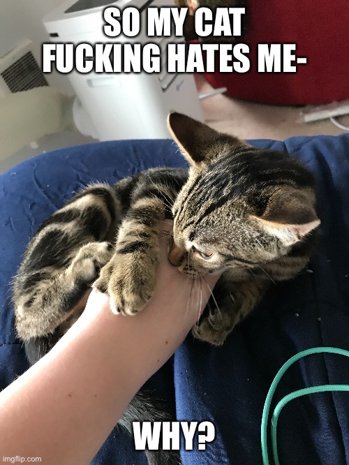 My cat hates me | SO MY CAT FUCKING HATES ME-; WHY? | made w/ Imgflip meme maker