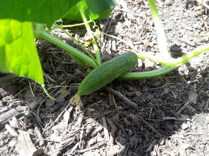 MY BABY CUCUMBER!! I have a few more flowers too, but this one is the biggest:D | image tagged in cucumber | made w/ Imgflip meme maker