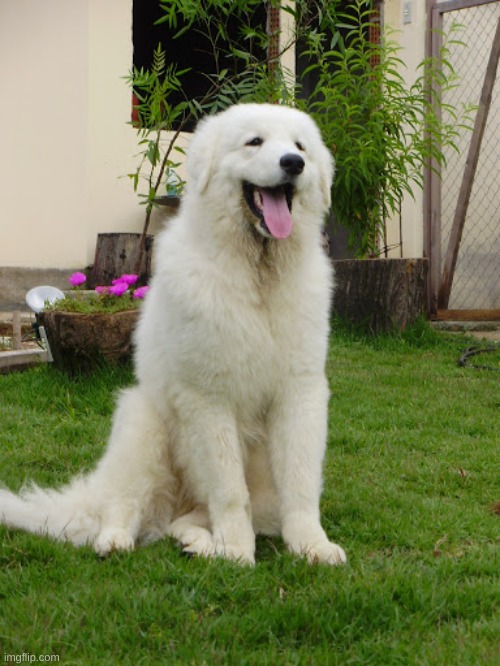 wholesome doggo of the week #3 Kuvasz | image tagged in wholesome,dog,cute | made w/ Imgflip meme maker