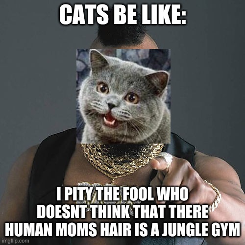 Mr T Pity The Fool Meme | CATS BE LIKE:; I PITY THE FOOL WHO DOESN'T THINK THAT THERE HUMAN MOMS HAIR IS A JUNGLE GYM | image tagged in memes,mr t pity the fool | made w/ Imgflip meme maker