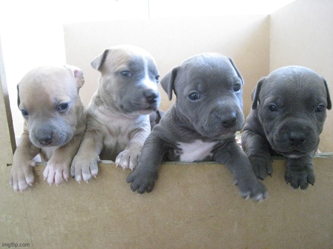 pit bull puppies | image tagged in pit bull puppies | made w/ Imgflip meme maker