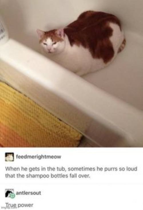 Chonk Bathtub Memes Gifs Imgflip, Cat In Bathtub Meme