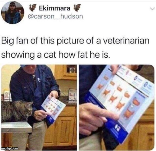 image tagged in chonk,cat,cats,fat,veterinarian,chonk chart | made w/ Imgflip meme maker